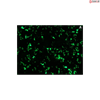 Transfection Max Medium